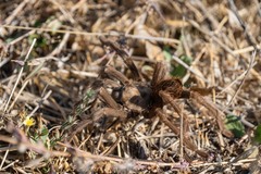 Aphonopelma iodius