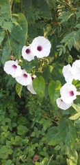 Ipomoea anisomeres