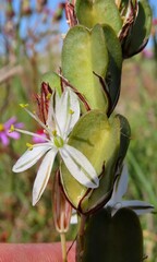 Chlorophytum
