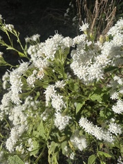 Ageratina aromatica