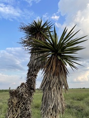 Yucca treculiana