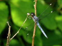 Libellula cyanea