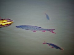 Scardinius erythrophthalmus