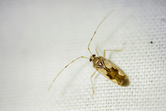 Megacoelum pellucens