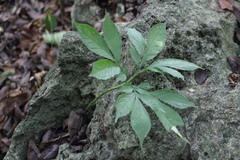Amorphophallus hirtus
