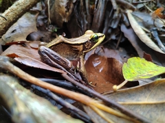 Lithobates vibicarius