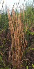 Andropogon