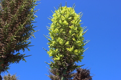 Puya chilensis