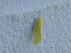 Ormenaria rufifascia