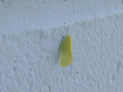 Ormenaria rufifascia