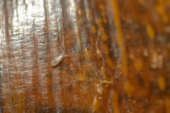 Tomocerinae