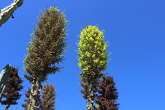Puya chilensis