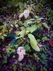 Collinsonia canadensis