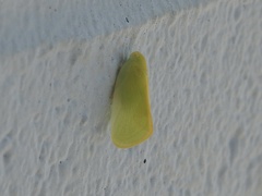 Ormenaria rufifascia