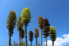 Puya chilensis