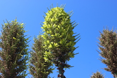 Puya chilensis