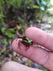 Lithobates vibicarius