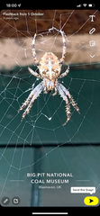 Araneus