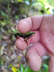 Lithobates vibicarius