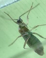 Engytatus modestus
