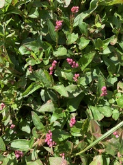 Persicaria longiseta