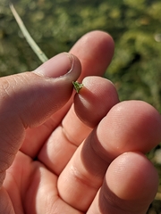 Schoenoplectus pungens