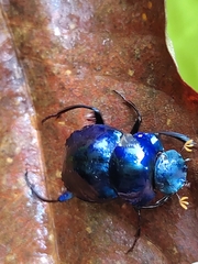 Deltochilum mexicanum