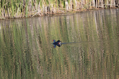 Porphyrio porphyrio