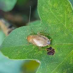 Planuncus tingitanus