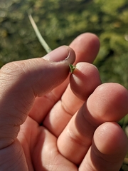 Schoenoplectus pungens