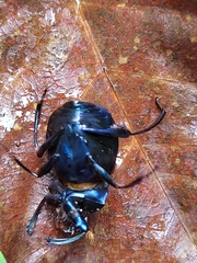 Deltochilum mexicanum