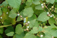 Ampelopsis glandulosa heterophylla