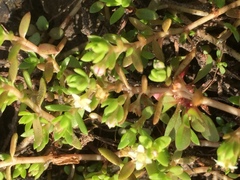 Crassula helmsii