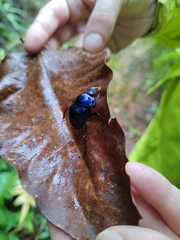 Deltochilum mexicanum