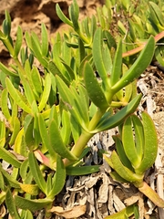 Carpobrotus glaucescens