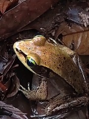 Lithobates vibicarius