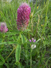 Trifolium rubens