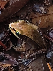 Lithobates vibicarius