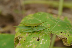 Atractomorpha lata