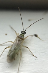 Engytatus modestus