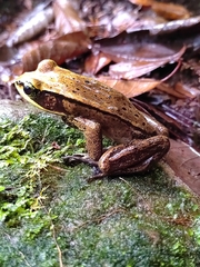 Lithobates vibicarius