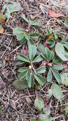 Sibbaldiopsis tridentata