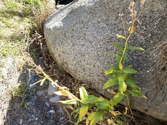 Senecio triangularis