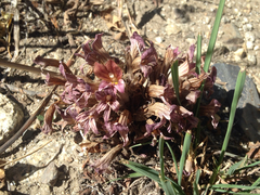 Aphyllon corymbosum