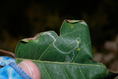 Caloptilia triadicae
