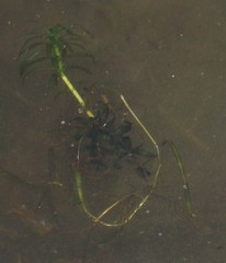 Hydrocharitaceae