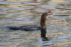 Microcarbo pygmaeus