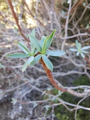 Euphorbia dendroides