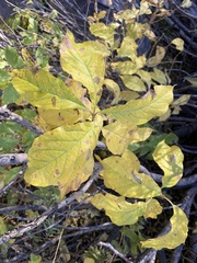 Lonicera involucrata