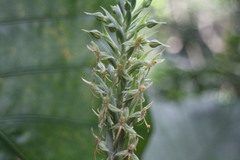 Habenaria stenopetala